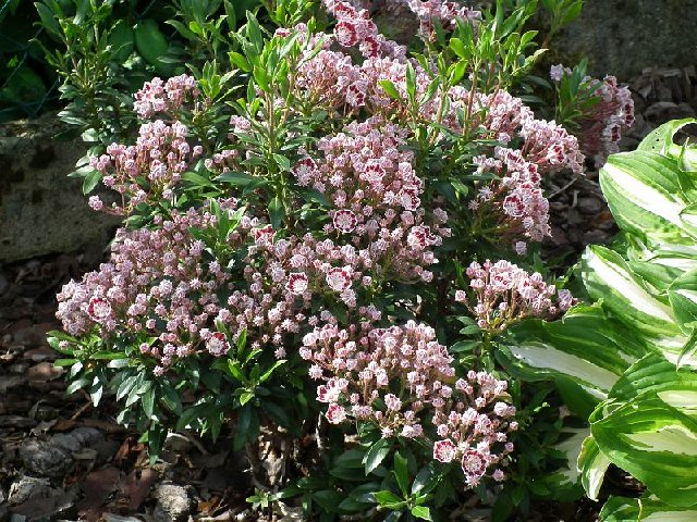 Kalmia latifolia f. myrtifolia 